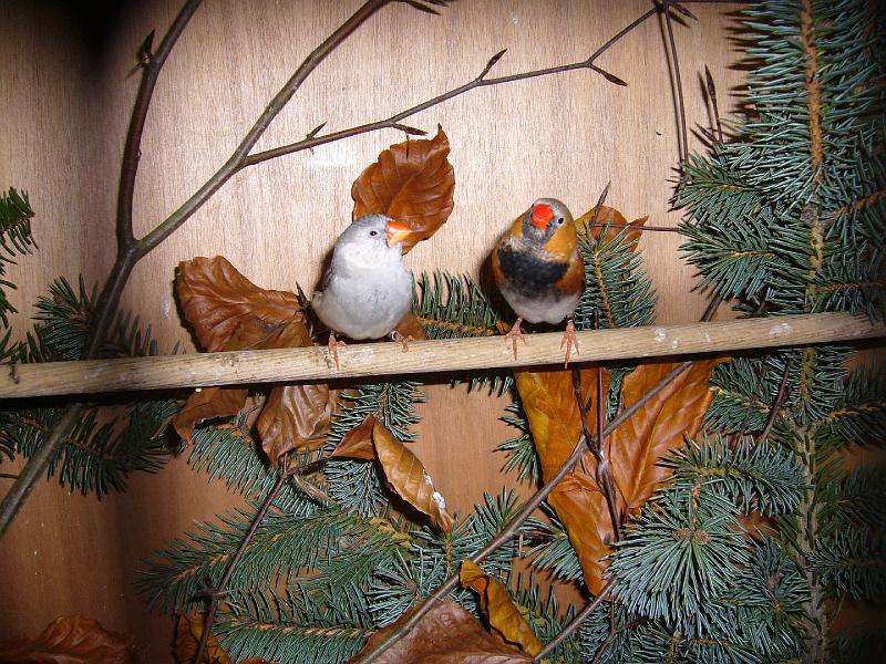 Mastholte 2008 135.jpg - Vogelausstellung wähend der Ortschau Mastholte